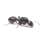Reina Messor Barbarus